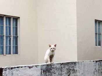 Portrait of a cat on window of building