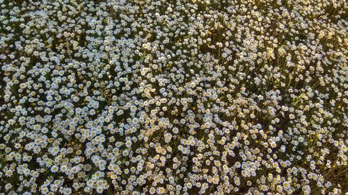 Full frame shot of flowering plants