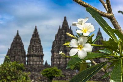 Close-up of white flowering plants against sky