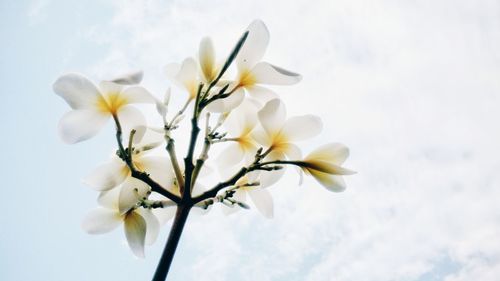 Low angle view of white flowering plant against sky