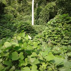 Close-up of fresh green plants