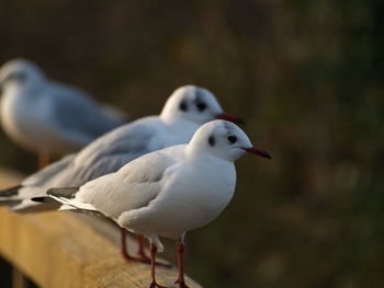 Close-up of seagull perching