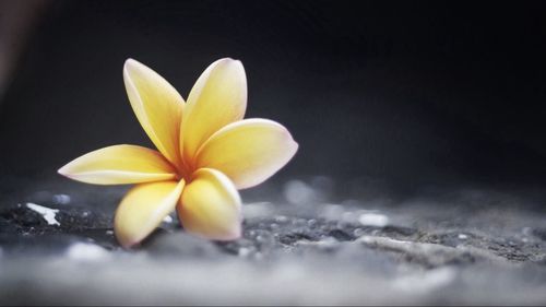 Close-up of yellow flower