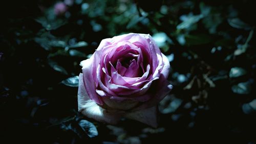 Close-up of pink rose blooming outdoors