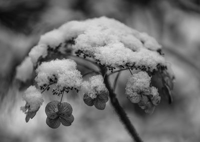 Close-up of snow on plant