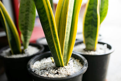 High angle view of potted plant in bowl