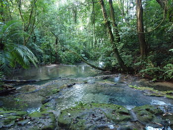 Stream flowing through forest