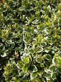 Full frame shot of green leaves