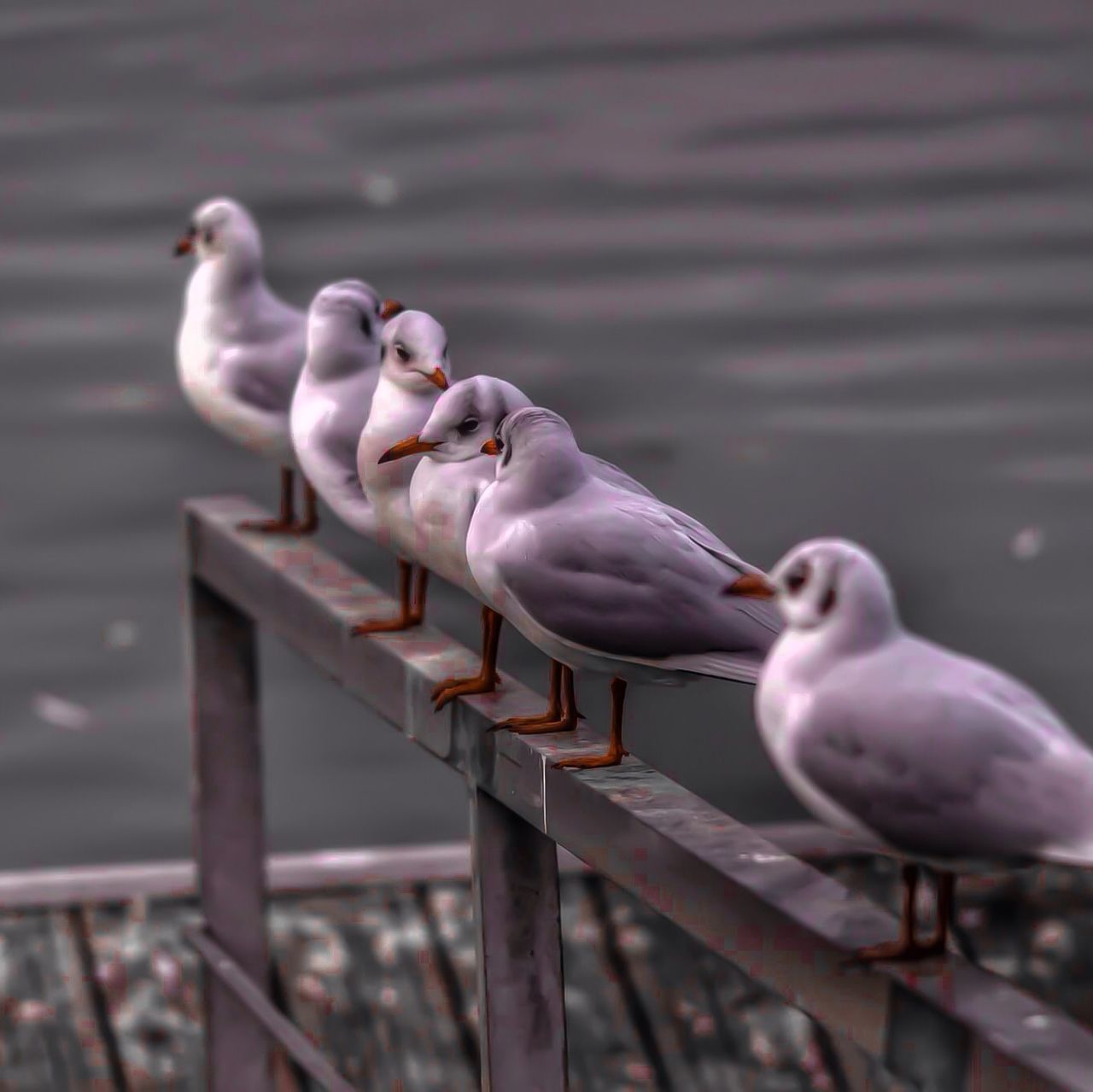 bird, animal themes, water, animals in the wild, wildlife, railing, perching, pier, lake, focus on foreground, wood - material, nature, two animals, seagull, togetherness, outdoors, day, wooden post, medium group of animals, three animals