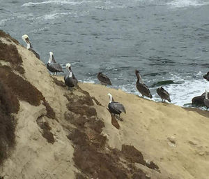 High angle view of seagulls at beach during winter