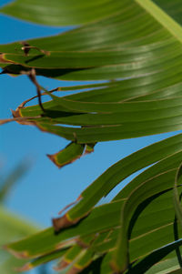 Low angle view of plant