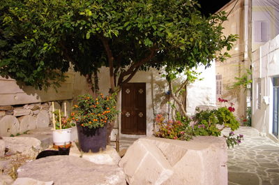 Potted plants against building