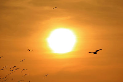 Silhouette birds flying in the sky