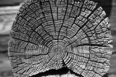 Close-up of tree stump