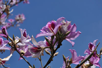 Low angle view of pink flowers blooming on tree against sky