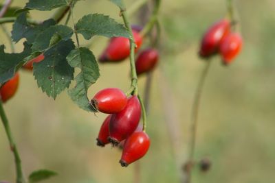 Close-up of cherries growing on tree
