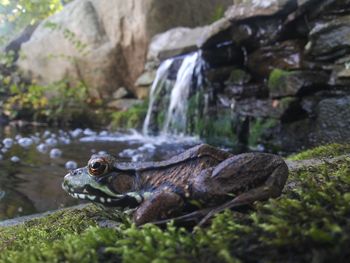 Close-up of frog on rock against trees