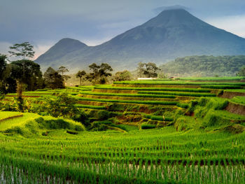 Scenic view of agricultural field against sky