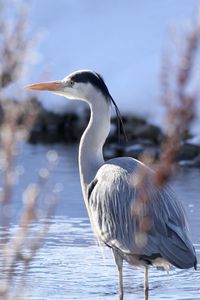 Bird perching on a lake