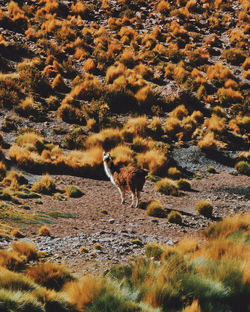 High angle view of animal in field