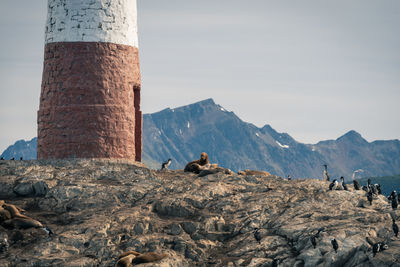 View of sheep on rock