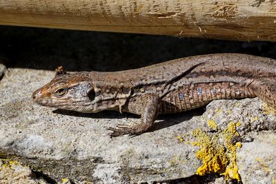 Close-up of lizard on rock
