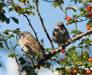 Low angle view of birds perching on tree