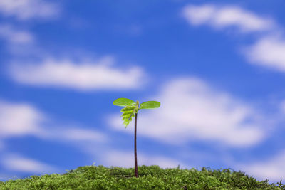 Close-up of flowering plant against blue sky