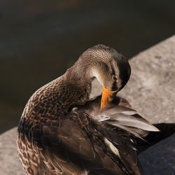 Close-up of bird