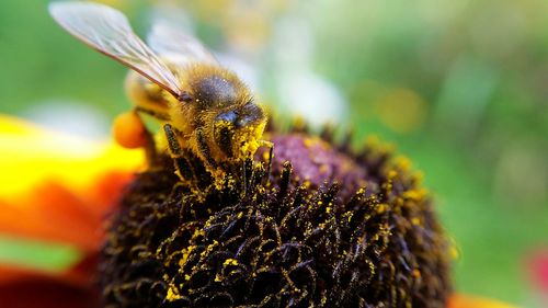 Close-up of bee on flower