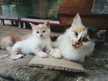 Portrait of cats sitting on floor