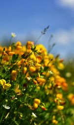 Close-up of yellow flowering plant