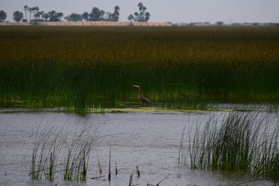 View of birds on land