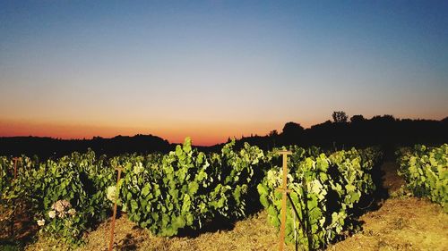 Plants growing on field against sky during sunset