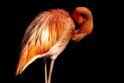 Close-up of bird against black background