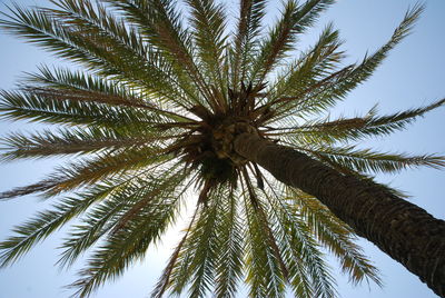 Low angle view of palm tree against sky