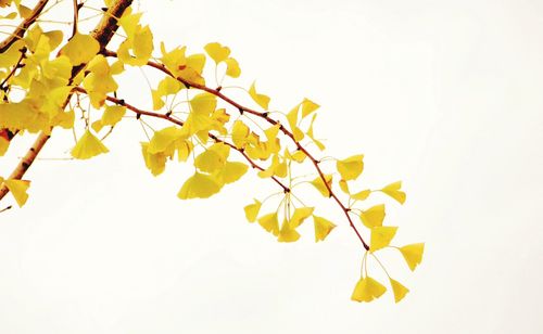 Low angle view of yellow tree during autumn