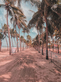 Palm trees on footpath