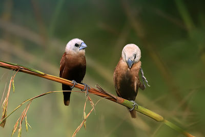 Close-up of birds perching on branch