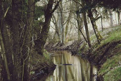 Plants and trees by river in forest