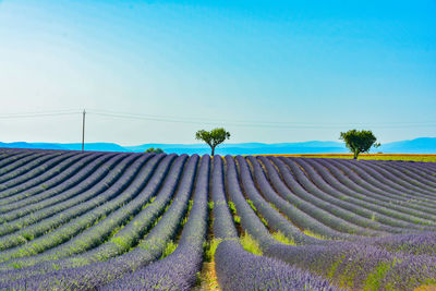 Scenic view of field against clear sky