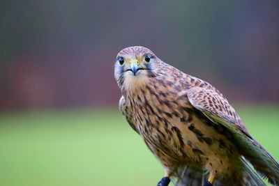 Close-up portrait of a bird