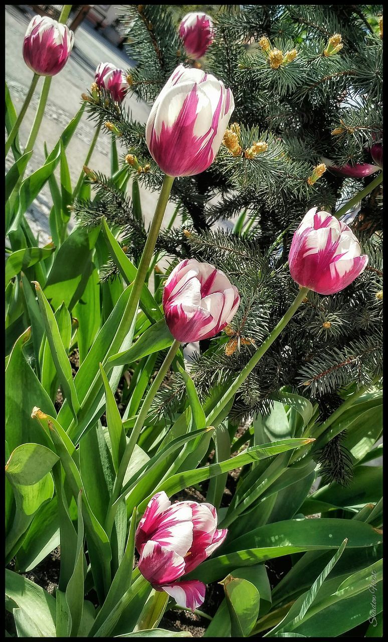 flower, freshness, fragility, pink color, petal, growth, beauty in nature, flower head, leaf, nature, plant, blooming, close-up, in bloom, pink, blossom, stem, outdoors, focus on foreground, day