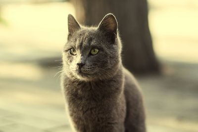 Close-up portrait of cat