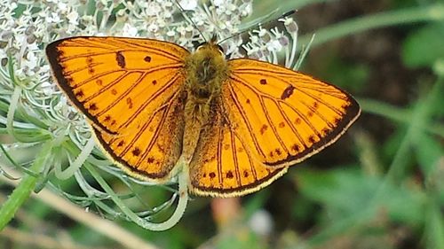 Butterfly perching on yellow leaf