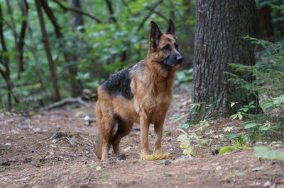 German shepherd standing in forest