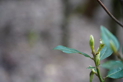 Close-up of plant