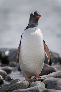 Gentoo penguin stands on rock tilting head