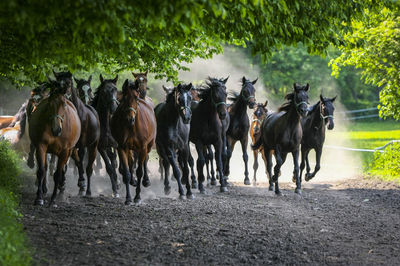 Horses on field