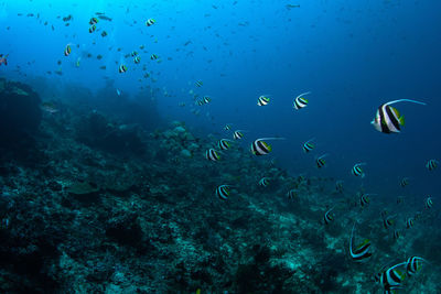 Fish swimming in sea